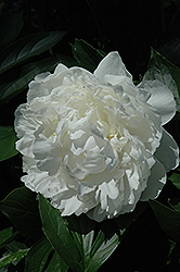 White Frost Peony (Paeonia 'White Frost') at Lakeshore Garden Centres