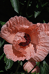 Helen Elizabeth Poppy (Papaver orientale 'Helen Elizabeth') at Lakeshore Garden Centres