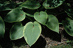 Spartan Glory Hosta (Hosta 'Spartan Glory') at Lakeshore Garden Centres