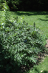 Spiny Bear's Breeches (Acanthus spinosus 'Spinosissimus') at Lakeshore Garden Centres