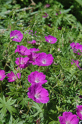New Hampshire Purple Cranesbill (Geranium sanguineum 'New Hampshire Purple') at Peter Knippel Garden Centre