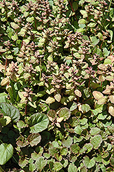Jungle Beauty Bugleweed (Ajuga reptans 'Jungle Beauty') at Lakeshore Garden Centres