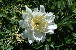 Bu-Te Peony (Paeonia 'Bu-Te') at Lakeshore Garden Centres