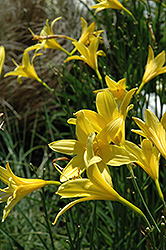 Lemon Daylily (Hemerocallis lilioasphodelus) at Lakeshore Garden Centres