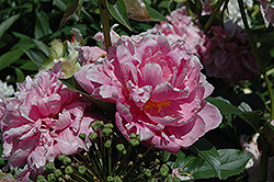 Rozella Peony (Paeonia 'Rozella') at Lakeshore Garden Centres