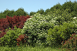 European Elder (Sambucus nigra) at Lakeshore Garden Centres