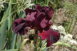 Mallory Kay Iris (Iris 'Mallory Kay') at Lakeshore Garden Centres