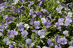Endurio Sky Blue Martien Pansy (Viola cornuta 'Endurio Sky Blue Martien') at Lakeshore Garden Centres