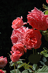 Climbing America Rose (Rosa 'Climbing America') at Lakeshore Garden Centres