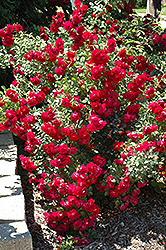 Madame Jules Bouche Rose (Rosa 'Madame Jules Bouche') at Lakeshore Garden Centres