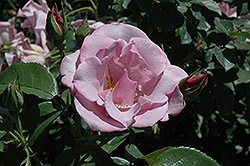 Blueberry Hill Rose (Rosa 'Wekcryplag') at Lakeshore Garden Centres