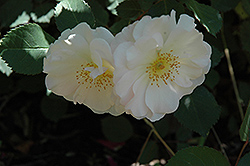 Penelope Rose (Rosa 'Penelope') at Lakeshore Garden Centres