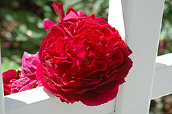 The Prince Rose (Rosa 'The Prince') at Lakeshore Garden Centres