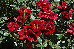 Black Jade Rose (Rosa 'Black Jade') at Lakeshore Garden Centres