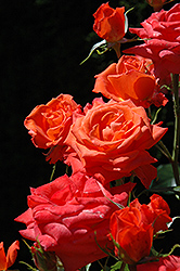 Marina Rose (Rosa 'Marina') at Lakeshore Garden Centres