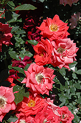 Angelica Renee Rose (Rosa 'Angelica Renee') at Lakeshore Garden Centres