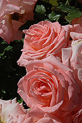 Bill Warriner Rose (Rosa 'Bill Warriner') at Lakeshore Garden Centres