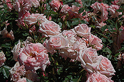 Minnie Pearl Rose (Rosa 'Minnie Pearl') at Lakeshore Garden Centres