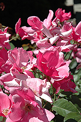 First Light Rose (Rosa 'First Light') at Lakeshore Garden Centres