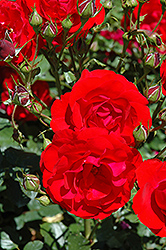 Showbiz Rose (Rosa 'Showbiz') at Lakeshore Garden Centres