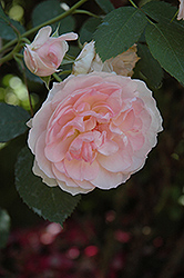 Aunt Honey Rose (Rosa 'Aunt Honey') at Lakeshore Garden Centres