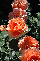 Brass Band Rose (Rosa 'Brass Band') at Lakeshore Garden Centres