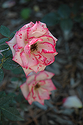 Child's Play Rose (Rosa 'Child's Play') at Lakeshore Garden Centres