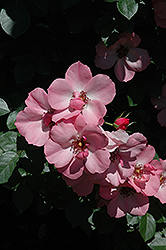 First Delight Rose (Rosa 'First Delight') at Lakeshore Garden Centres