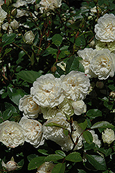 Green Ice Rose (Rosa 'Green Ice') at Lakeshore Garden Centres