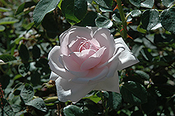 Dr. W. Van Fleet Rose (Rosa 'Dr. W. Van Fleet') at Lakeshore Garden Centres