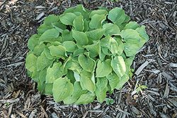 Heart Broken Hosta (Hosta 'Heart Broken') at Lakeshore Garden Centres