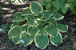 Mint Julep Hosta (Hosta 'Mint Julep') at Lakeshore Garden Centres