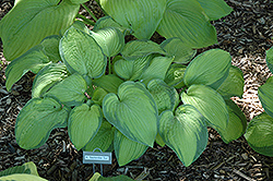 September Sun Hosta (Hosta 'September Sun') at Lakeshore Garden Centres