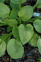 Golden Tusk Hosta (Hosta 'Golden Tusk') at Lakeshore Garden Centres