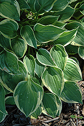Rock Island Line Hosta (Hosta 'Rock Island Line') at Lakeshore Garden Centres