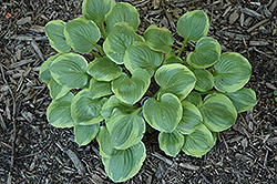 Ice Cream Hosta (Hosta 'Ice Cream') at Lakeshore Garden Centres