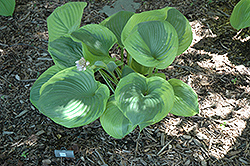 Titanic Hosta (Hosta 'Titanic') at Lakeshore Garden Centres
