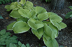 Parhelion Hosta (Hosta 'Parhelion') at Lakeshore Garden Centres