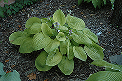 Zounds Hosta (Hosta 'Zounds') at Lakeshore Garden Centres