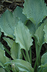 Fallen Angel Hosta (Hosta 'Fallen Angel') at Lakeshore Garden Centres