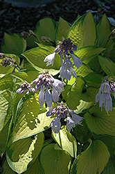 Just So Hosta (Hosta 'Just So') at Lakeshore Garden Centres