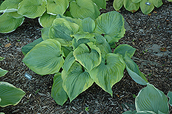 Sum Of All Hosta (Hosta 'Sum Of All') at Lakeshore Garden Centres