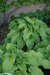 Lullabye Hosta (Hosta 'Lullabye') at Lakeshore Garden Centres