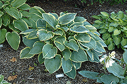 Lakeside Rhapsody Hosta (Hosta 'Lakeside Rhapsody') at Lakeshore Garden Centres