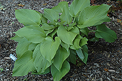 Immense Hosta (Hosta 'Immense') at Lakeshore Garden Centres