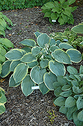 American Halo Hosta (Hosta 'American Halo') at Lakeshore Garden Centres