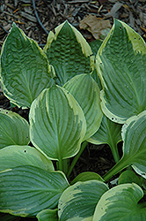 Avalanche Hosta (Hosta 'Avalanche') at Lakeshore Garden Centres
