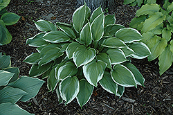 Zippity Do Dah Hosta (Hosta 'Zippity Do Dah') at Lakeshore Garden Centres