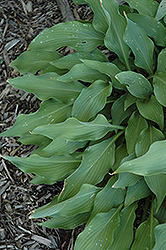 Pineapple Poll Hosta (Hosta 'Pineapple Poll') at Lakeshore Garden Centres