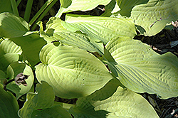 Squash Casserole Hosta (Hosta 'Squash Casserole') at Lakeshore Garden Centres
